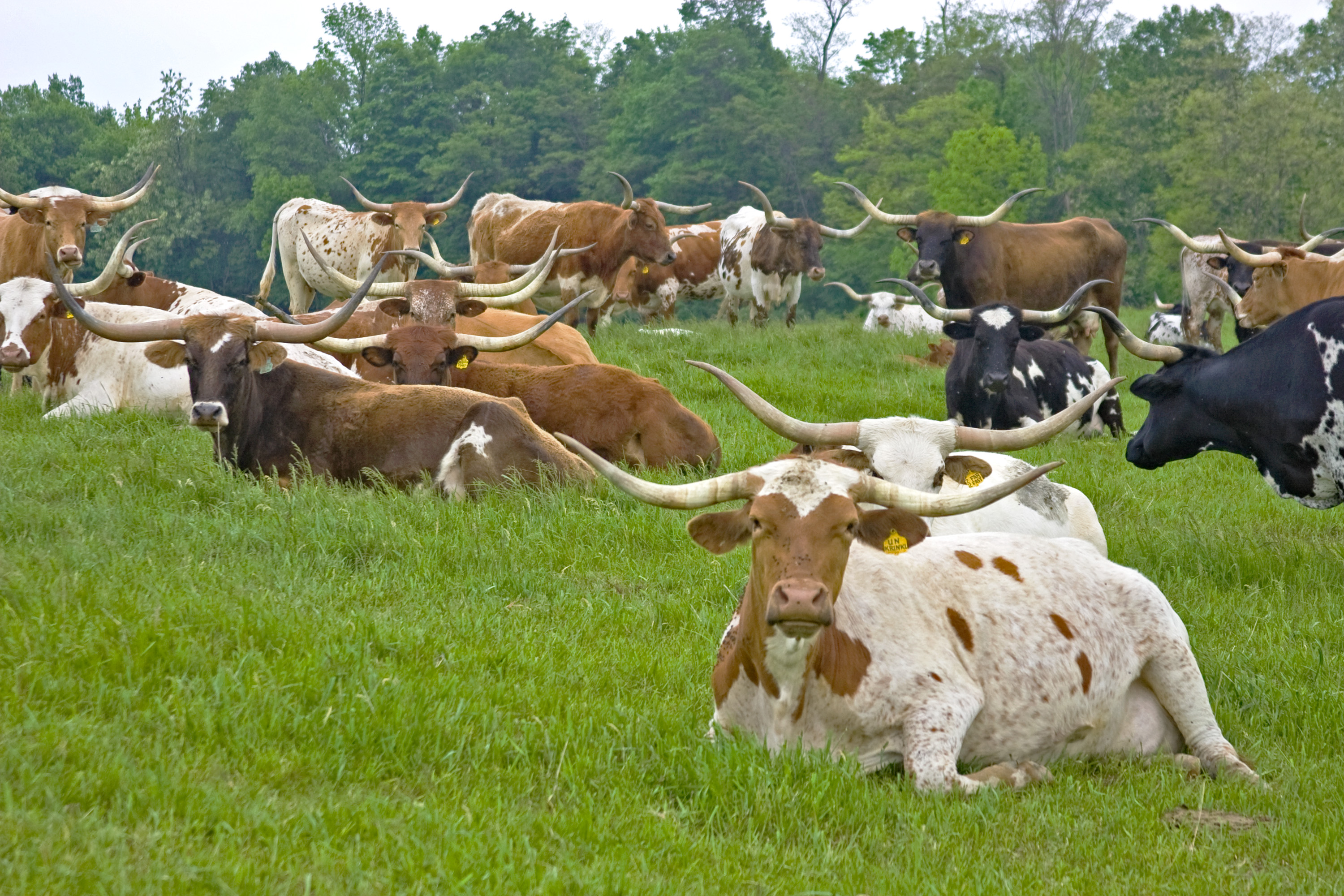 Theres 30 Cows In A Field And 28 Chickens - entkuud