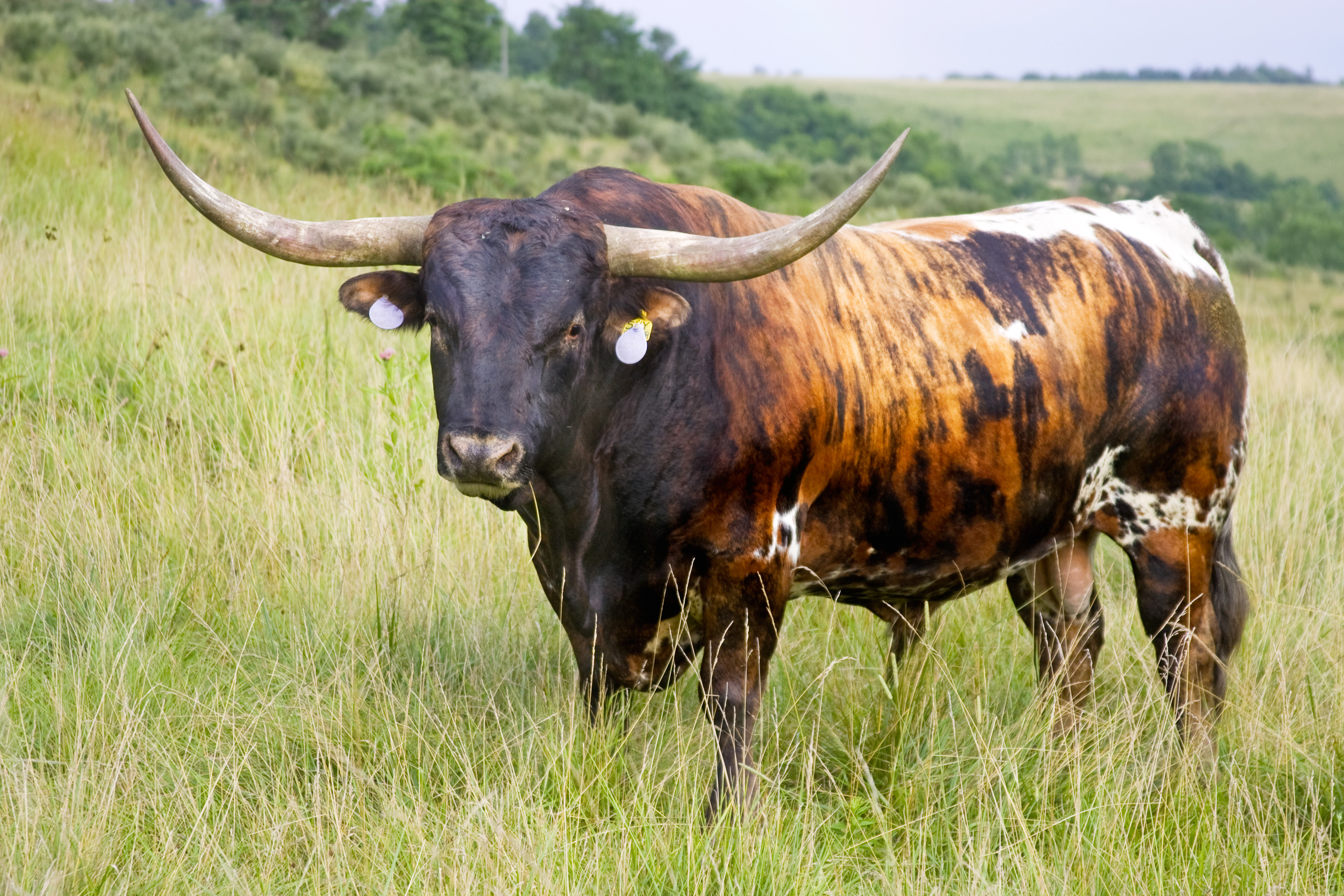 1000+ images about Longhorns on Pinterest | Texas longhorns, Cattle and