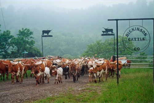 Longhorn Expressway corral entry