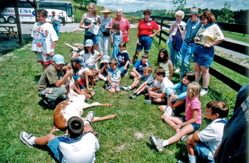 Calf branding demonstration