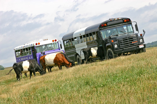 Tour buses in Buelingo pasture