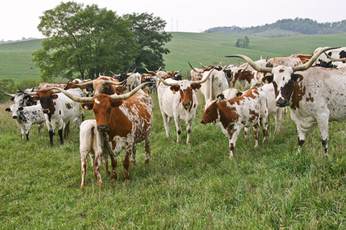 Registered Texas Longhorn cow/calf herd