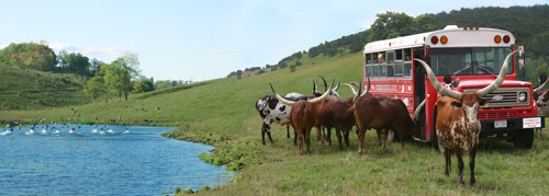 Pasture Watusi lake tour