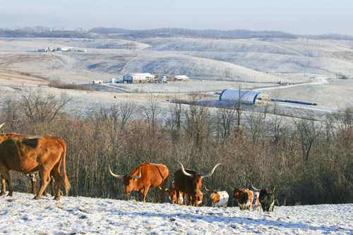 Winter pasture