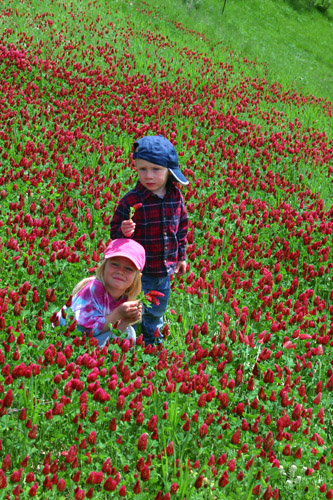 Crimson clover and kids