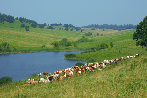 Judge Parker Lake at DCCI