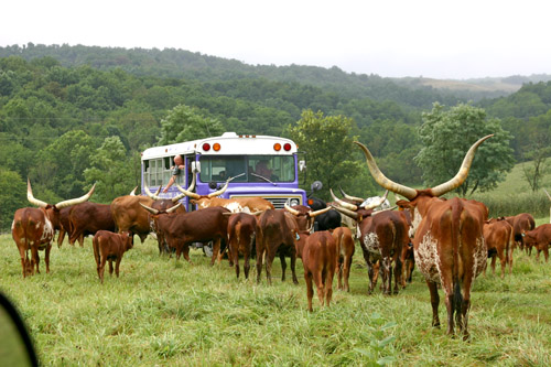 Pasture Watusi tour