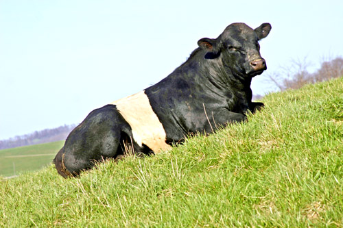 Buelingo Bull