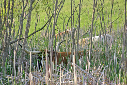 Texas Longhorn Cattle grazing brush