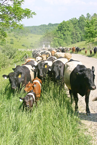 Buelingo Herd