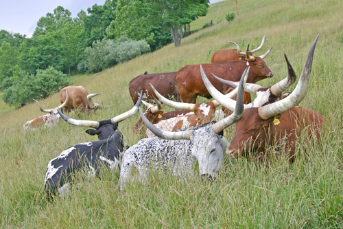 Watusi Cows on the Appalachian Hillside