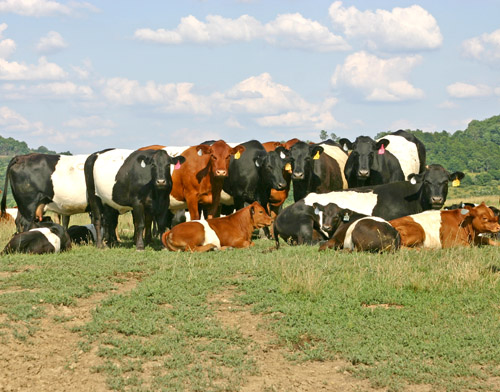Buelingo Herd