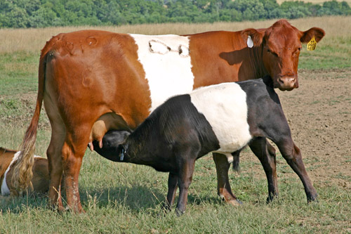 Buelingo Cow