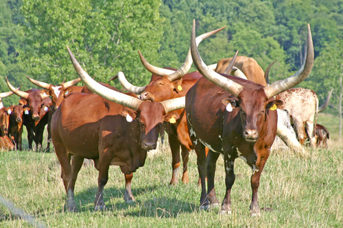 Watusi Cows