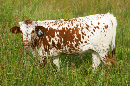 6 month old Texas Longhorn heifer