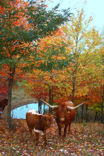 DCCI autumn leaves