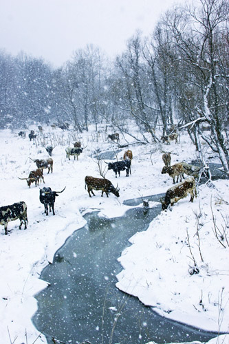 DCCI Winter on Muskrat Creek