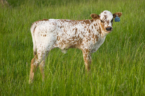 Texas Longhorn heifer - age 2 months