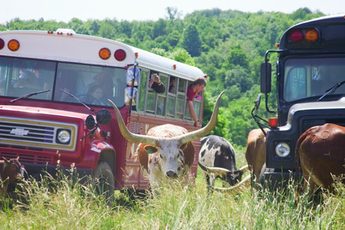 Up close cattle tours