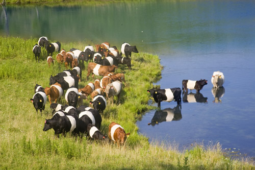 Buelingo registered cow/calf