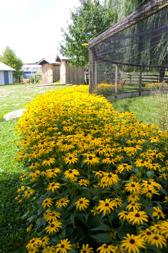 LHT summer flowers