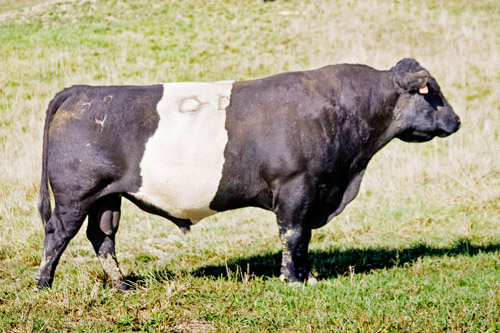 DCCI Herd Sire