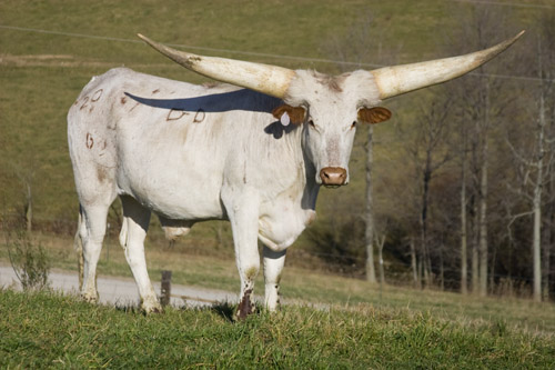 Mugambi Steer - age 3 - 80-1/2&quot; T2T