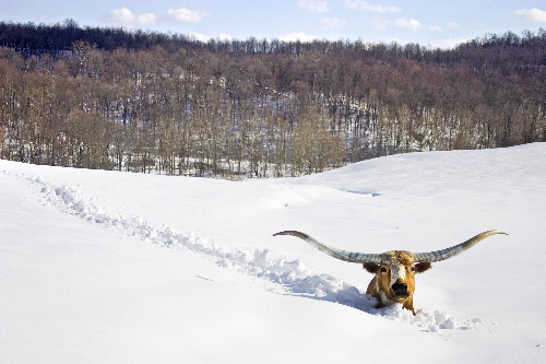 Longhorn Steer In Deep Snow