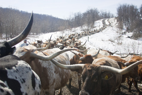 Herd of Texas Longhorn cows on Muskrat Road near Barnesville Ohio
