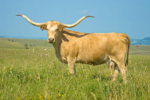 Yellow Longhorn Cow