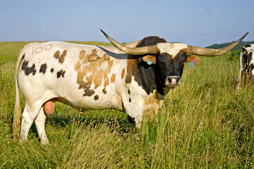 Win Win - Massive Longhorn Bull