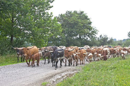 Herd of Texas Longhorn cows on Muskrat Rd near Barnesville Ohio