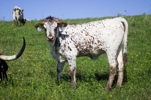 Texas Longhorn Baby Calf keeping her eye on the camera