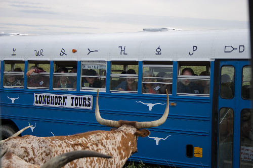 Blue Bus up close with a Texas Longhorn Cow