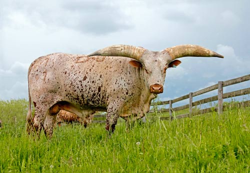 Pretoria - Watusi Bull