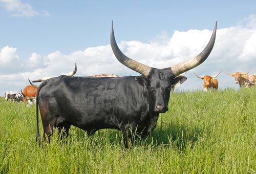 Billy Mambo - Watusi Cow