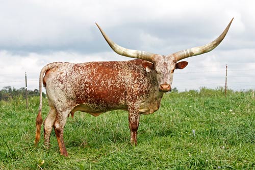 Watusi Cow - Mara Karaka