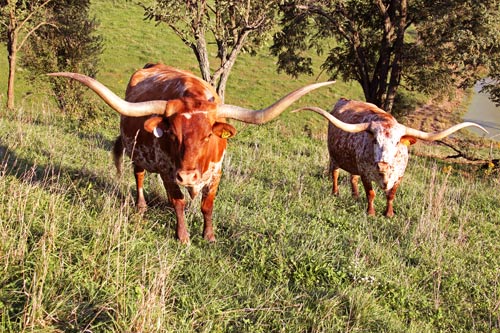 Two very nice Texas Longhorn Cows - L. Field of Pearls - R. Jester