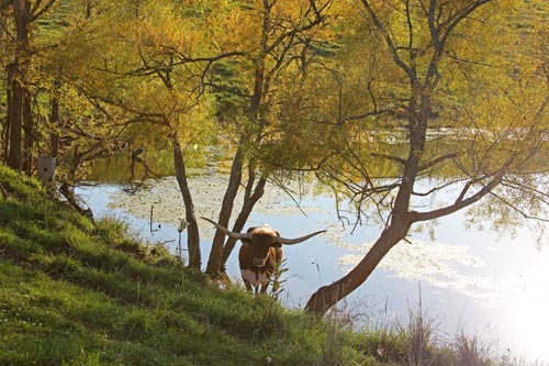Texas Longhorn Cow in trees by lake