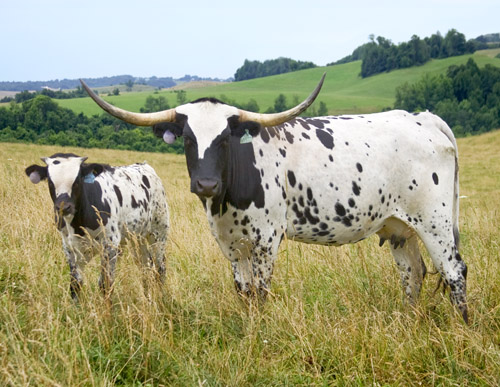 3 year old registered Texas Longhorn cow with her calf
