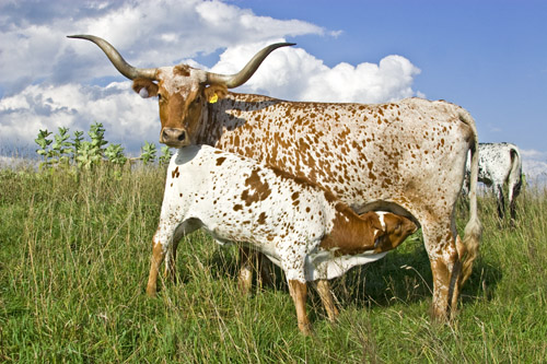 Registered Texas Longhorn pair