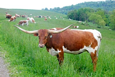 Texas Longhorn Cow - Winning Smile