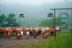 Dickinson Cattle Co Entry Way