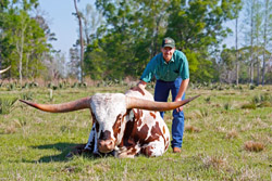 Longhorn Bull with Man