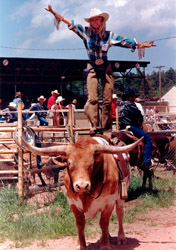 Kristina Wayburn standing on Texas Longhorn Bull Zhivago