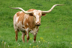 Longhorn Steer