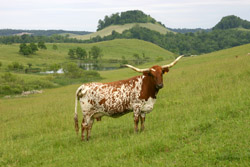 Longhorn Cow Scenic photo