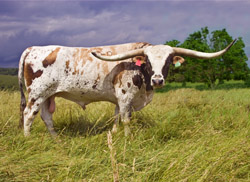 Longhorn Bull - Super Fast