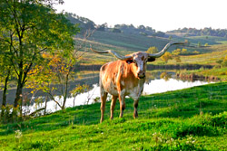 Longhorn Steer in front of lake