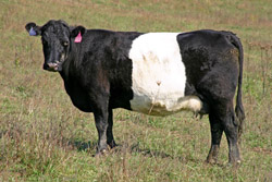 Buelingo Cow